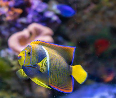 tropical fish tropical fish