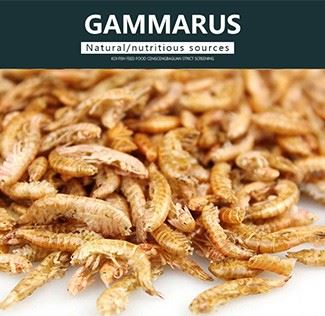Freeze Dried Gammarus Freeze Dried Gammarus