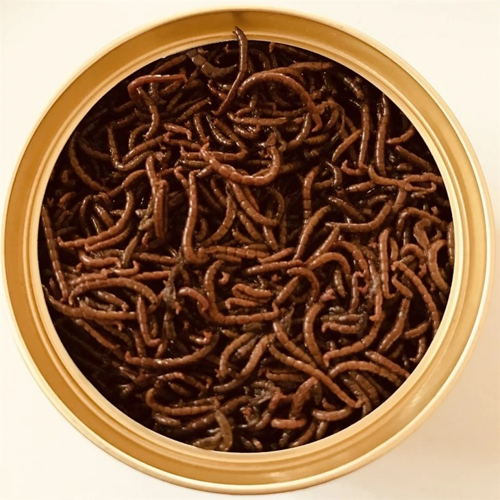 Aqua Plus E-Fresh Bloodworms factory Aqua Plus E-Fresh Bloodworms factory
